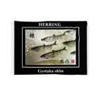 G-HERRINGの鰊！岩内【ニシン；HERRING】生命たちへ感謝を捧げます。  ブランケット