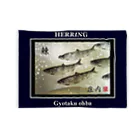 G-HERRINGのニシン！（鰊；HERRING）庄内。あらゆる生命たちへ感謝を捧げます。 Blanket