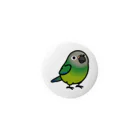 Cody the LovebirdのChubby Bird シモフリインコ (44mm専用ページ） 缶バッジ
