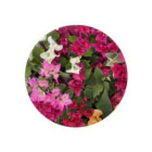 chatnoir8のFlower_Bougainvillea Tin Badge