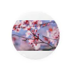 𝔗𝔞𝔦𝔰𝔢𝔦 𝔜𝔞𝔪𝔞𝔡𝔞のSakura en France. 缶バッジ