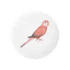 まめるりはことりのアキクサインコ　ピンク【まめるりはことり】 Tin Badge