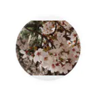 hiroki-naraの桜　サクラ　cherry blossom DATA_P_152　春　spring Tin Badge
