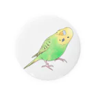 まめるりはことりの首傾げセキセイインコ　ピーちゃん【まめるりはことり】 Tin Badge