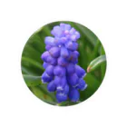 でおきしりぼ子の実験室のMuscari botryoides(1:1) 缶バッジ