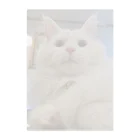 Sweetiesuieのおどろきネコたん Clear File Folder