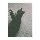 毎日ころりんの猫の写ルンです クリアファイル