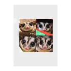 モモンガのしっぽの4 Sugar gliders! ver.3 Clear File Folder