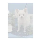 ももまゆ雑貨店のプル「EarlySummer」 Clear File Folder