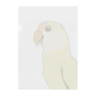 kobirdのコザクラインコ〜クリームルチノー〜 Clear File Folder