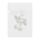 たくみのグッズショップのジャガイモ（Solanum tuberosum） Clear File Folder