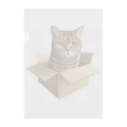 猫の小梅お嬢さんの小梅ちゃん　箱猫 Clear File Folder