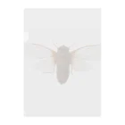 insectech.comのテイオウゼミ クリアファイル