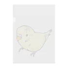 まめるりはことりの可愛いセキセイインコ　おすましちゃん【まめるりはことり】 クリアファイル