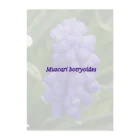 でおきしりぼ子の実験室のMuscari botryoides(1:1) Clear File Folder