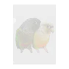 🌈みっきーのめっちゃAnimal Lifeやねん。🌈【🏡自宅を小さな保護施設にする計画中🌟】のウロコインコのよもちゃん&らむちゃん☆ Clear File Folder