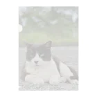 ちょろ母ねこ写真グッズのボスねこ Clear File Folder