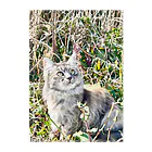 ちょろ母ねこ写真グッズのまぶちゃん Clear File Folder