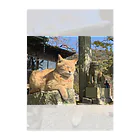 ちょろ母ねこ写真グッズの男木島ねこ2 Clear File Folder