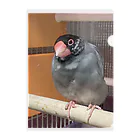 bun666の桜文鳥の文蔵くん クリアファイル