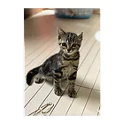 THE TASEKIのねこのニコ　そのさん Clear File Folder