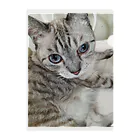 ねこの森でお散歩のフッワフワのシャムミックス Clear File Folder