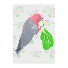 Lily bird（リリーバード）のチンゲン菜食べるモモイロインコ Clear File Folder