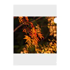 nokkccaのライトアップ紅葉 - Japanese maple(night shot) - クリアファイル