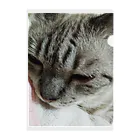 ねこの森でお散歩のドアップシャムミックス Clear File Folder