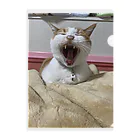 ツキコヨウのあくび猫 Clear File Folder