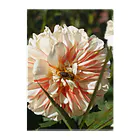 じょにーのflower white2 Clear File Folder