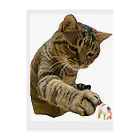 直太朗ショップのキジトラ猫の直太朗 Clear File Folder