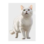 kiryu-mai創造設計の白猫ちゃん Clear File Folder