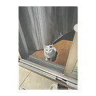 ねこやまさんの外をみるすず Clear File Folder