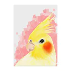 まめるりはことりのほんわかオカメインコ　ルチノー【まめるりはことり】 クリアファイル