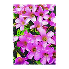 LalaHangeulの野の花シリーズ　道端の花 Clear File Folder