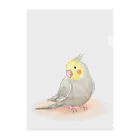 まめるりはことりのオカメインコ　シナモン【まめるりはことり】 クリアファイル