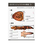 Kanon Tanakaのオオサンショウウオをまなぼう Clear File Folder