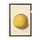 ArtShirtのAegle marmelos  Clear File Folder