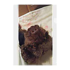 りんそらの愛犬ムク Clear File Folder