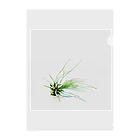 a.c.a.botanicalのTillandsia クリアファイル