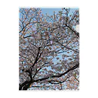 愛自然写真の桜と空 Clear File Folder