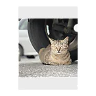 shirado_kazukiの猫のひとやすみ Clear File Folder