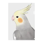 まめるりはことりの見つめるオカメインコちゃん【まめるりはことり】 クリアファイル