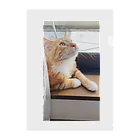 猫の窓辺の猫 クリアファイル