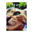 電気羊研究所science&GAMEの公園猫　 Clear File Folder