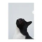 猫写真家「むに」のアトリエの見上げる猫 Clear File Folder