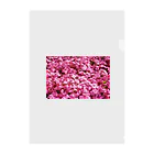 てくてく写真館の芝桜 Clear File Folder