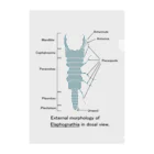 むせきつい屋さんのウミクワガタの外部形態 クリアファイル