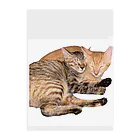 ChoboTora24の眠り猫ちゃん達 Clear File Folder